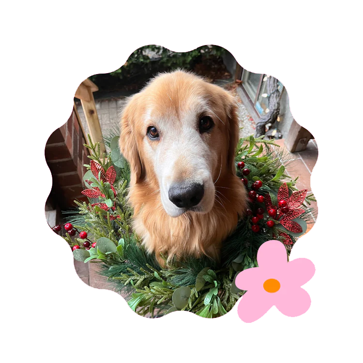 Waffles' Picks